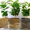 Кофейное дерево. Экзотика на подоконнике